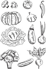 vegetables black ink grapgic vector collection. Hand drawn illustration for design