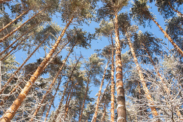 View of the snowy pine forest from below to the sky. Pine trees in the winter forest	