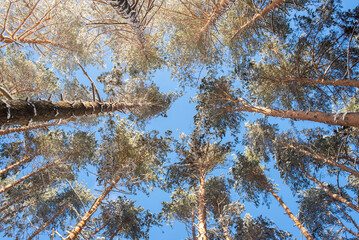 View of the snowy pine forest from below to the sky. Pine trees in the winter forest	