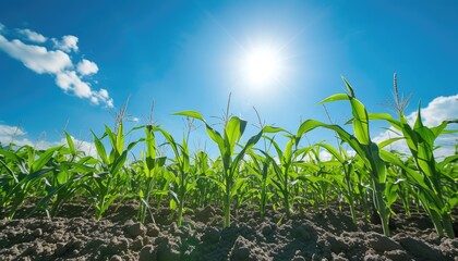 organic corn or maize field at agriculture farm with blue sky background.