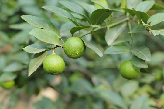 key lime on a tree in india