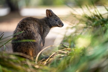 Beautiful pademelon and wallaby in the Australian bush, in the blue mountains, nsw. Australian wildlife in a national park in Australia.