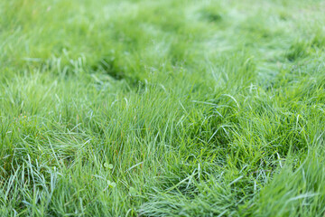 Green fresh grass in Denmark - Europe
