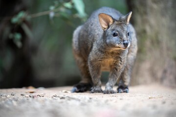 Beautiful pademelon and wallaby in the Australian bush, in the blue mountains, nsw. Australian wildlife in a national park in Australia.