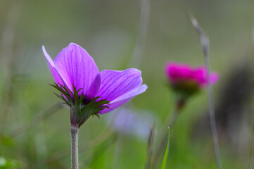 beautiful anemone flowers in the mountains in winter in Northern Cyprus 7