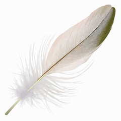 goose feather on a white background.