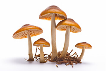 Mushrooms on white, studio advertising light. Background with selective focus and copy space