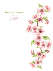 桜のフレーム（水彩画）