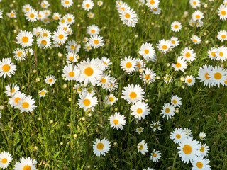 white daisy flowers with green background, meadow