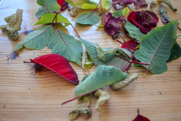 green and red leaves on the table