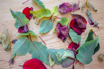 red and green leaves