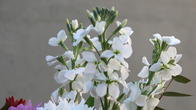 Alelí blanco, ramo de flores
