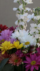 Cineraria, ramo de flores