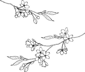 ペンで描いた山桜のイラスト © エコ