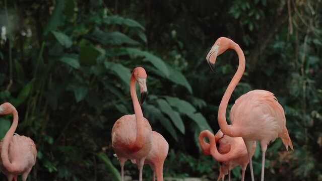 Red flamingos walking around an island with palm trees in the rainforest