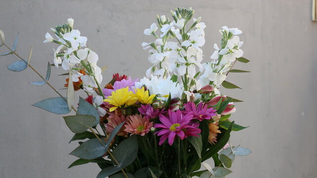 Cineraria, ramo de flores