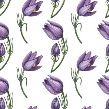 Purple flower seamless pattern. First spring wild Pulsatilla, Eastern pasqueflower, prairie crocus, rock lily. Hand-drawn watercolor illustration on white background. For textile, print, wrapping