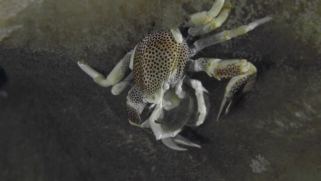 A crab sits on an anemone and collects food floating by. Spotted porcelain crab (Neopetrolisthes maculatus) 3 cm, on sea anemones. ID: White with small dark red dots, or larger red spots.