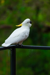 Cockatoo parrot sitting on a black hand rail. Big white and yellow cockatoo with nature green background