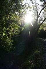 Fototapeta premium morning in the forest