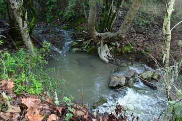 stream in the forest