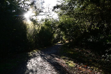 Fototapeta premium sun rays through the trees