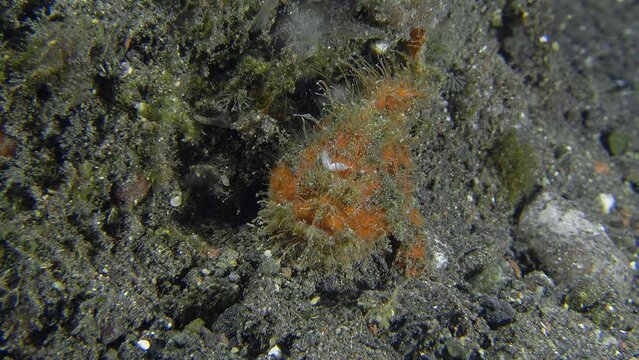 A small hairy frogfish with red spots sits on the bottom of the tropical sea next to the algae, merging with it and breathing heavily.