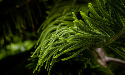 texture of green and beautiful fir leaves on the tree