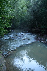 Fototapeta premium stream in the forest