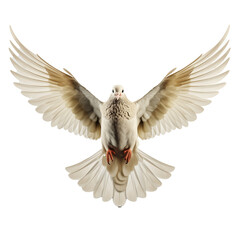 Dove in flight with open wings, on transparent background.