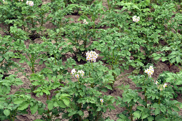 Top view of a potato plantation. Flowers appeared on the potato bushes and tops.