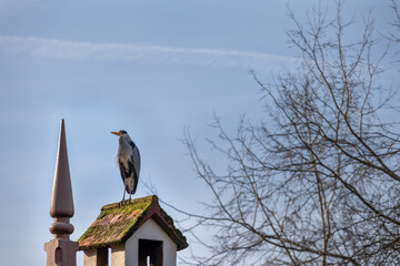 Grey heron perched on a roof on a sunny winter afternoon