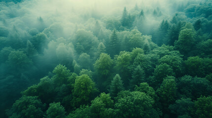 Fototapeta na wymiar Aerial view of a dense green forest shrouded in mystical fog, with the treetops creating a tranquil and ethereal landscape.