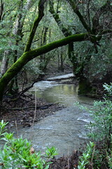 stream in the forest