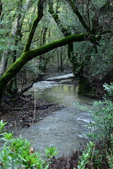 stream in the forest