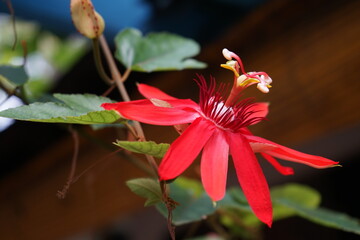 Beautiful Red Passion Flower (Passifloraceae) in Ancol - Eco Park, Jakarta