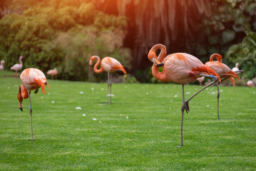 flock of pink flamingo birds walking in park on green lawn grass