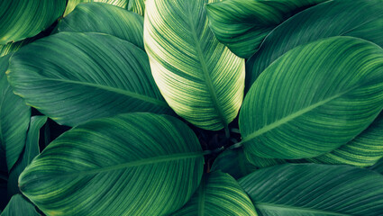 Hight angle view of Green Leaves Texture Background. tropical leaf