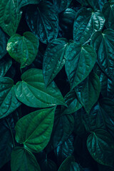 closeup nature view of tropical leaves background, dark nature concept	
