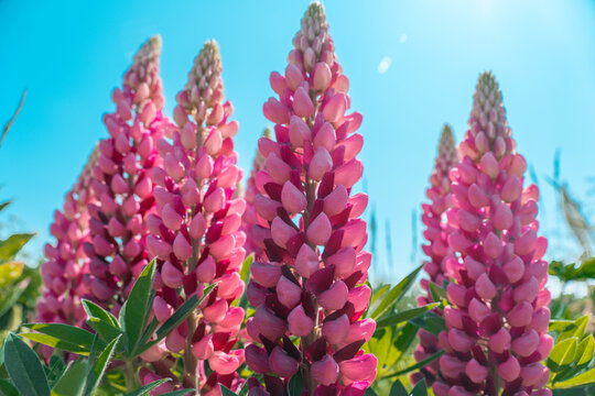  Pink lupins on blue sky background.Pink flowers and blue sky.blooming background with lupins in a sunny summer day.Summer flowers for a flower bed in a natural style