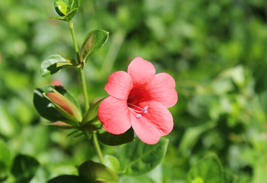 Pink red flower on a Coral Creeper (Barleria repens) plant in a garden