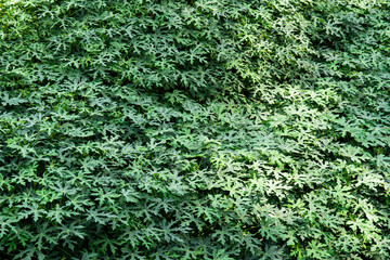 Obraz premium Beautiful leaves of Papaya 