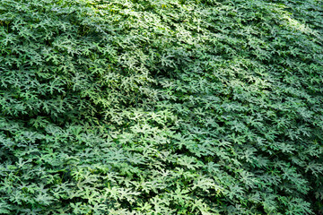 Beautiful leaves of Papaya 