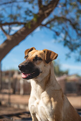 An animal shelter or pound is a place where stray, lost, abandoned or surrendered animals ,mostly dogs and cats are housed.