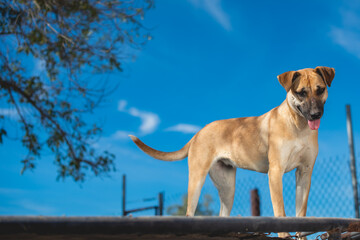 Close up of a Stray dog in the streets of Mexico