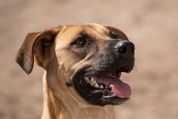 Close up of a Stray dog in the streets of Mexico