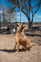 Naklejka premium An animal shelter or pound is a place where stray, lost, abandoned or surrendered animals ,mostly dogs and cats are housed.