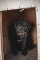 An animal shelter or pound is a place where stray, lost, abandoned or surrendered animals ,mostly dogs and cats are housed.