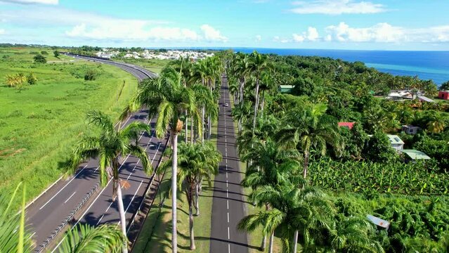 Fly Over Royal Palm Trees In Allee Dumanoir In Guadeloupe, Capesterre Belle Eau, France. Aerial Drone Shot