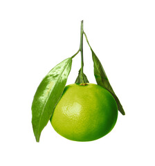 Green tangerine isolated on white. Citrus fruit